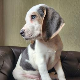 Anthony - Blue tan and white male Beagle puppy in Bois D Arc, Missouri from Country Home Pets and Farm