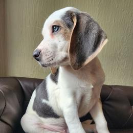 Anthony - Blue tan and white male Beagle puppy in Bois D Arc, Missouri from Country Home Pets and Farm
