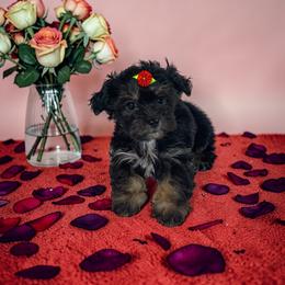 Kiki - Black & tan tri-color female Morkie puppy in Davie, Florida from Sweet Peluditos