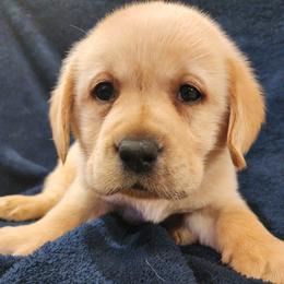 Green - Yellow male Labrador Retriever puppy in Siloam Springs, Arkansas from Karemy Kennels (Karemy Labradors)