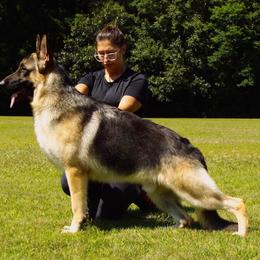 Daddy - German Shepherd