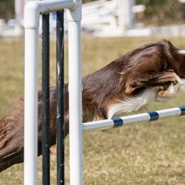 Border Collies from Livewire Border Collies