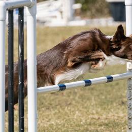 Border Collies from Livewire Border Collies