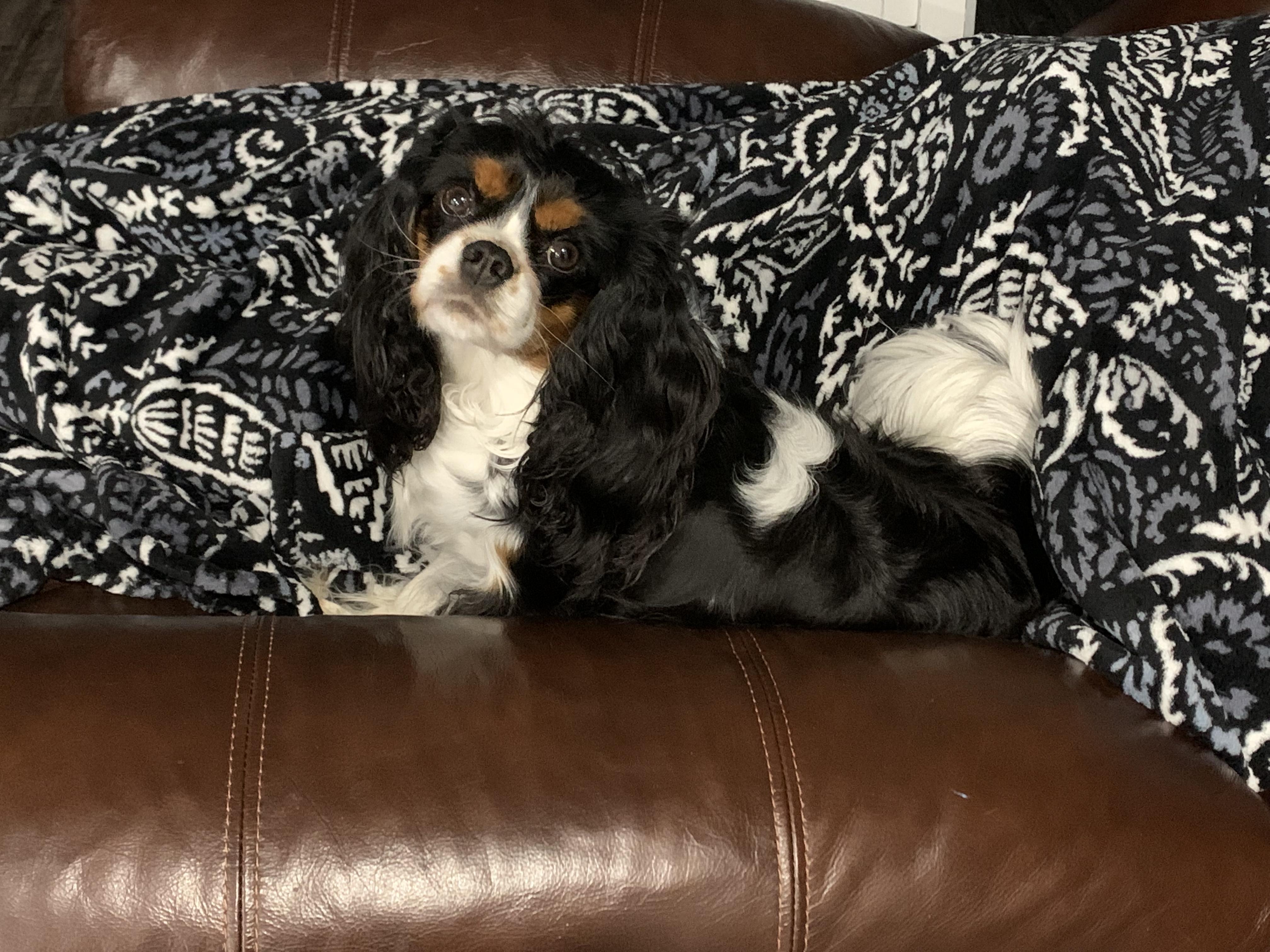 Piper
