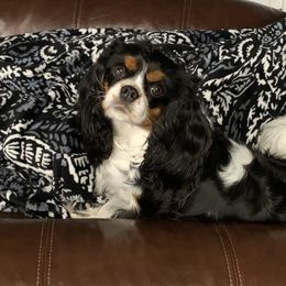 Piper - Cavalier King Charles Spaniel