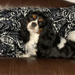 Piper - Cavalier King Charles Spaniel
