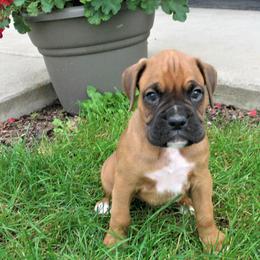 Boxer Puppies from Marion Troyer's Boxers