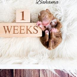 Bahama - Red  male Goldendoodle puppy in from Pink Poodles and Doodles