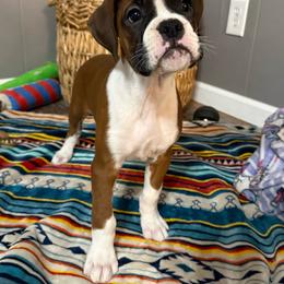 Lilly - Fawn female Boxer puppy in Altoona, Alabama from Smokin S Kennel