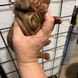 Boy 2 - Dapple male Dachshund puppy in Bismarck, Missouri from Kalua's Doxies