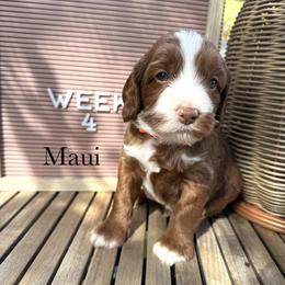 Maui - Caramel red male Australian Labradoodle puppy in Morgan Hill, California from Loving Labradoodle