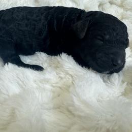 Purple collar - Black female Poodle puppy in Mc Henry, Maryland from TLC by the Lake Standard Poodle and Doodles
