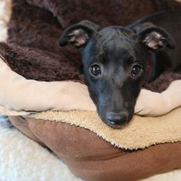 Whippet Puppies from Nota Bene whippets