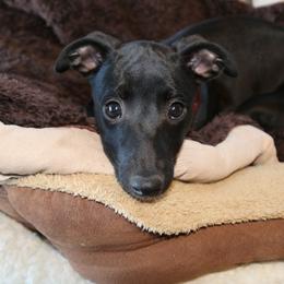 Whippet Puppies from Nota Bene whippets