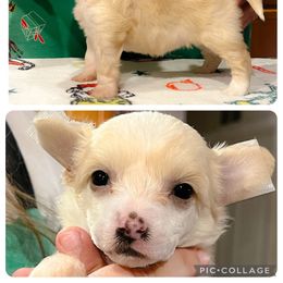Chinese Crested and Poodle Puppies from Ariella Standard Poodles & Chinese Cresteds