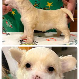 Chinese Crested and Poodle Puppies from Ariella Standard Poodles & Chinese Cresteds