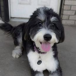 Violet - Bernedoodle