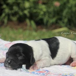 Haywood - Black and white male Bernedoodle puppy in Lowry City, Missouri from Cooper Creek Puppies