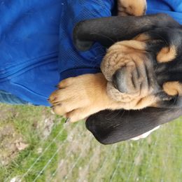 Bloodhound Puppies from Sullivan's Bloodhounds