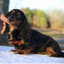 Dakota - Dachshund