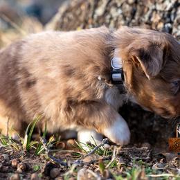 Miniature American Shepherd, Miniature Australian Shepherd, and Toy Australian Shepherd Puppies from Best Little Aussies