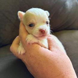 Puppy 1 - Cream and white male Chihuahua puppy in Springfield, Missouri from Casadelopez Tails