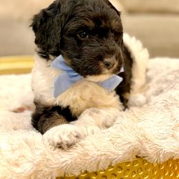 Boy 5 - Tri-color male Bernedoodle puppy in Salt Lake County, Utah from Coco Avenue Pups