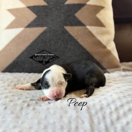 Peep - Black tri male Miniature Australian Shepherd puppy in Cody, Wyoming from Quartz Creek Aussies