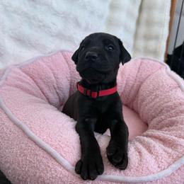 Jet - Black and rust male Doberman Pinscher puppy in Brookfield, Wisconsin from Haus of Hound