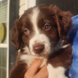 Sarah - Red tri Miniature Australian Shepherd puppy in Dalton City, Illinois from AA Aussies