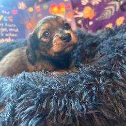 Izzy ( Greys Anatomy Litter) - Black and cream female Dachshund puppy in Proctor, Montana from Blue Star Dachshunds