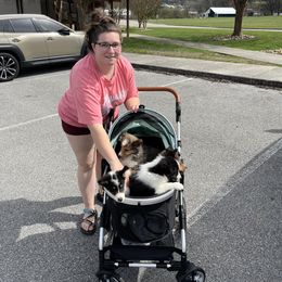 Shetland Sheepdog Puppies from DK'S Sassy River Shelties