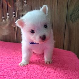 Boy 3 - White male Pomeranian puppy in Lore City, Ohio from Tonia's Pomeranians