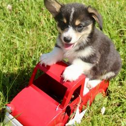 Drizella (2600) - White and black female Pembroke Welsh Corgi puppy in Valley, Washington from Corgis of the Mountain Valley