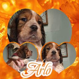 Gingerbread - Liver white and roan male English Springer Spaniel puppy in Westover, Maryland from Sterling's springer Haven