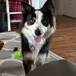 Border Collie Puppies from South Florida Stock Dogs