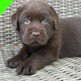 Boy 1 - Chocolate male Labrador Retriever puppy in Wilson’s, Virginia from Cedar Hill Farm Labradors