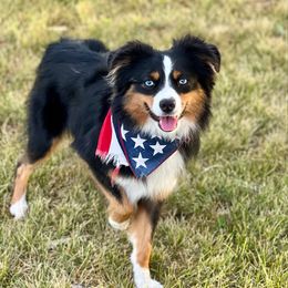 Phoenix - Toy Australian Shepherd