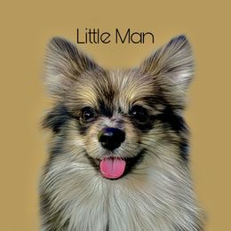 Little Man  - Pomeranian