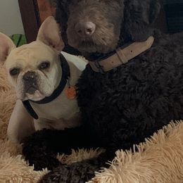 Labradoodle Puppies from Dotsie's Doodles