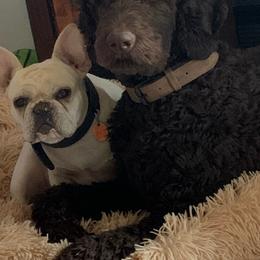 Labradoodle Puppies from Dotsie's Doodles
