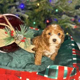 French Bulldog and Goldendoodle Puppies from Haus of Pawz