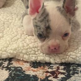 Fuego - Blue male Companion Cross puppy in Fort Smith, Arkansas from Blue Elite Boston Terriers Frenchies & Frenchtons