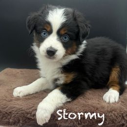 Stormy (On Hold) Champion Bred - Black tri male Toy Australian Shepherd puppy in Fairview, Tennessee from Hoffman Forest Acres LLC