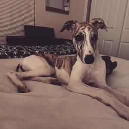 Whippet Puppies from Smithfield Park