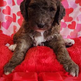 Valentino - Parti male Goldendoodle puppy in Shelbyville, Indiana from Golden Breeds