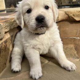 Goldendoodle and Golden Retriever Puppies from SSC Golden Retreivers