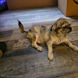 Patches - Merle male Chihuahua puppy in Meridian, Oklahoma from Crazy Love Kennels