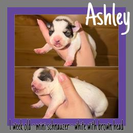 Ashley - Parti female Miniature Schnauzer puppy in Falcon, Missouri from The Way Dog Breeding