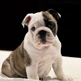 Bulldog Puppies from Deb Dixon's Bulldogs
